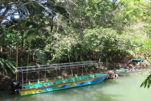 Boat Expedition: Monkey Mangrove Safari