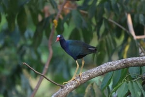 Boat Expedition: Monkey Mangrove Safari