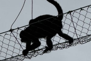 Boca Tapada Ein-Tages-Tour: Wildtiere und Vogelbeobachtung erleben