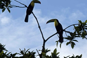 Boca Tapada Ein-Tages-Tour: Wildtiere und Vogelbeobachtung erleben