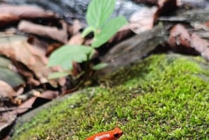 Bri-Bri Indigenous Chocolate Tour + Waterfall