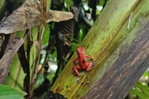 Bri-Bri Indigenous Chocolate Tour + Waterfall