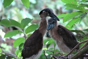 Butterflies and Birds-Entrance Ecocentro Danaus Trail 8-4PM