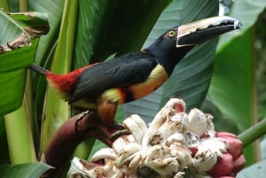 Butterflies and Birds-Entrance Ecocentro Danaus Trail 8-4PM