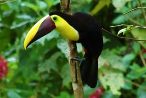 Butterflies and Birds-Entrance Ecocentro Danaus Trail 8-4PM