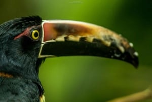 Butterflies and Birds-Entrance Ecocentro Danaus Trail 8-4PM