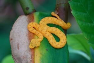 Cahuita: Guided Hike Through Cahuita National Park