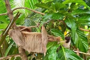 Cahuita: Guided Hike Through Cahuita National Park