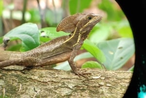 Cahuita: Hiking and wildlife watching tour