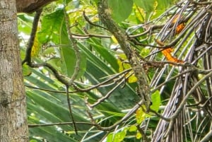 Cahuita: Wanderung und Wildlife Tour