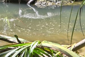 Cahuita: Wanderung und Wildlife Tour
