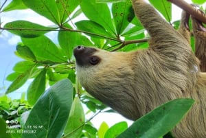 Cahuita: Wanderung und Wildlife Tour