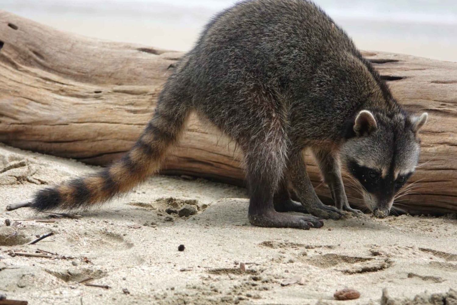 Cahuita: Patikointi ja villieläinten retki