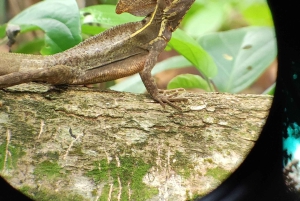 Cahuita: Patikointi ja villieläinten retki