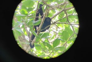 Cahuita: Patikointi ja villieläinten retki