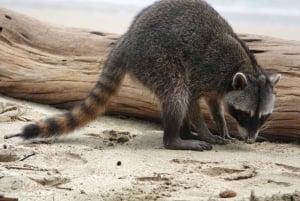 Cahuita: Patikointi ja villieläinten retki