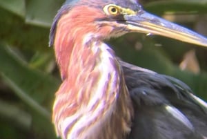 Cahuita: Patikointi ja villieläinten retki