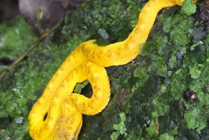 Cahuita: Patikointi ja villieläinten retki