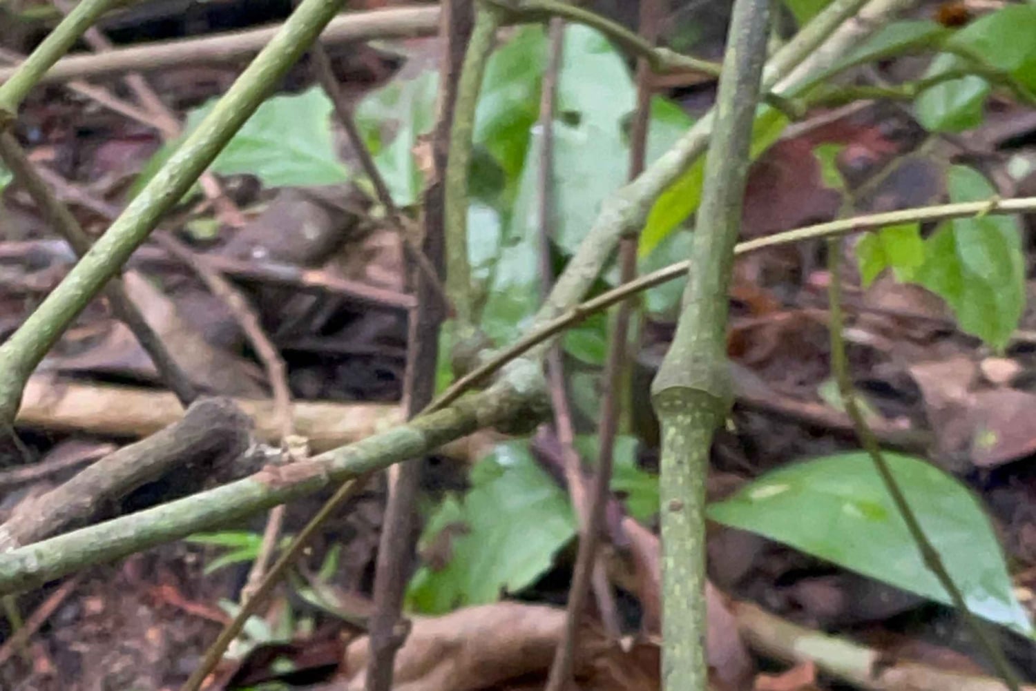 Parque Nacional Cahuita + Tour do Chocolate Bribri + Tour das Cataratas + Almoço