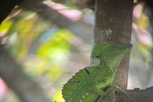 Cahuita National Park+Bribri Chocolate Tour+Waterfalls Tour+Lunch