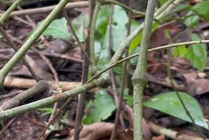 Parque Nacional Cahuita + Tour do Chocolate Bribri + Tour das Cataratas + Almoço