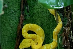 Parque Nacional Cahuita + Tour do Chocolate Bribri + Tour das Cataratas + Almoço