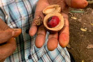 Parque Nacional Cahuita + Tour do Chocolate Bribri + Tour das Cataratas + Almoço