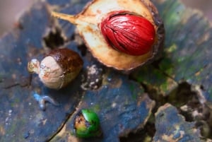 Parque Nacional Cahuita + Tour do Chocolate Bribri + Tour das Cataratas + Almoço