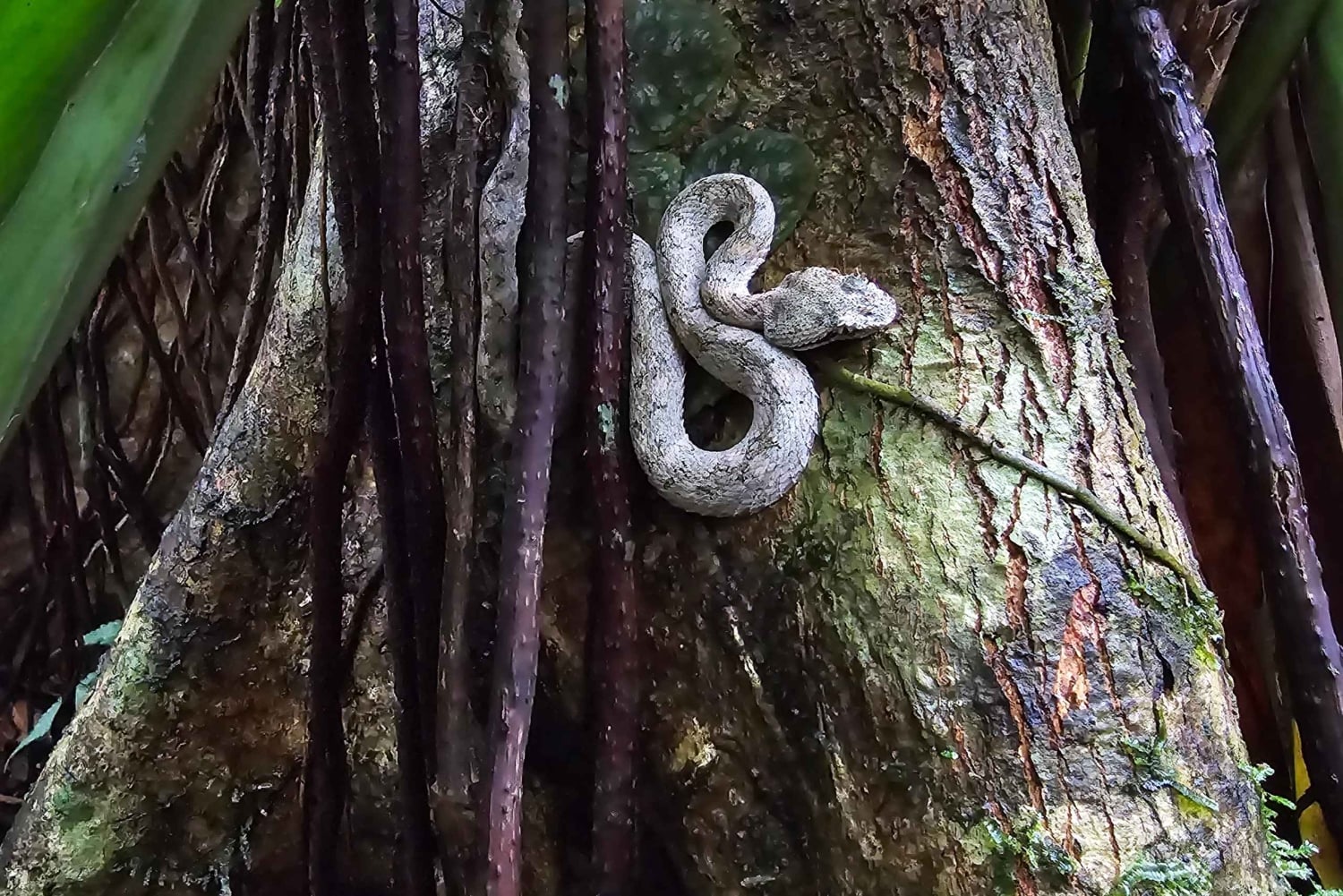 Cahuita nasjonalpark: episk guidet fottur i små grupper (maks. 10)