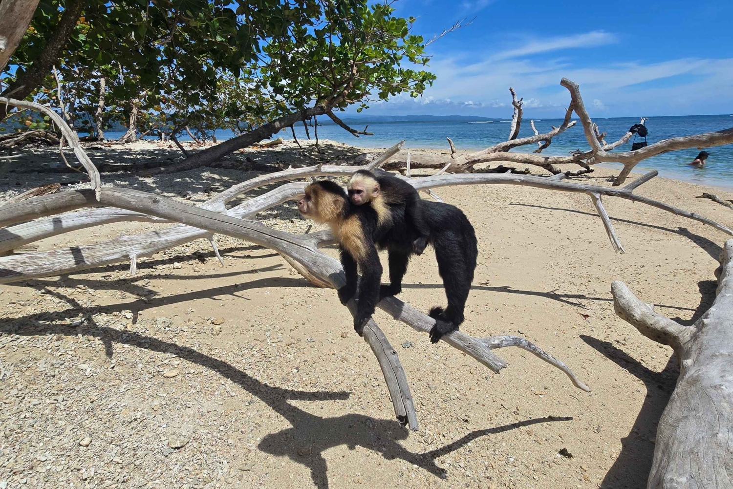 Cahuita nasjonalpark: episk guidet fottur i små grupper (maks. 10)