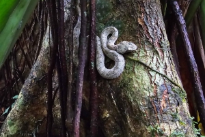 Cahuita nasjonalpark: episk guidet fottur i små grupper (maks. 10)