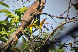 Cahuita nasjonalpark: episk guidet fottur i små grupper (maks. 10)