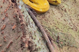 Cahuita nasjonalpark: episk guidet fottur i små grupper (maks. 10)
