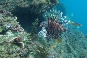 Epic Cahuita Combo Tour: Snorkelrev og vandretur med vilde dyr