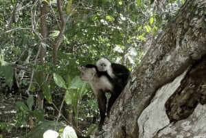 Epic Cahuita Combo Tour: Snorkelrev og vandretur med vilde dyr