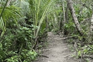 Epic Cahuita Combo Tour: Snorkelrev og vandretur med vilde dyr