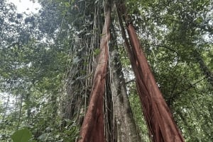 Epic Cahuita Combo Tour: Snorkelrev og vandretur med vilde dyr