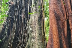 Epic Cahuita Combo Tour: Snorkelrev og vandretur med vilde dyr