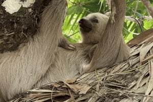 Epic Cahuita Combo Tour: Snorkelrev og vandretur med vilde dyr