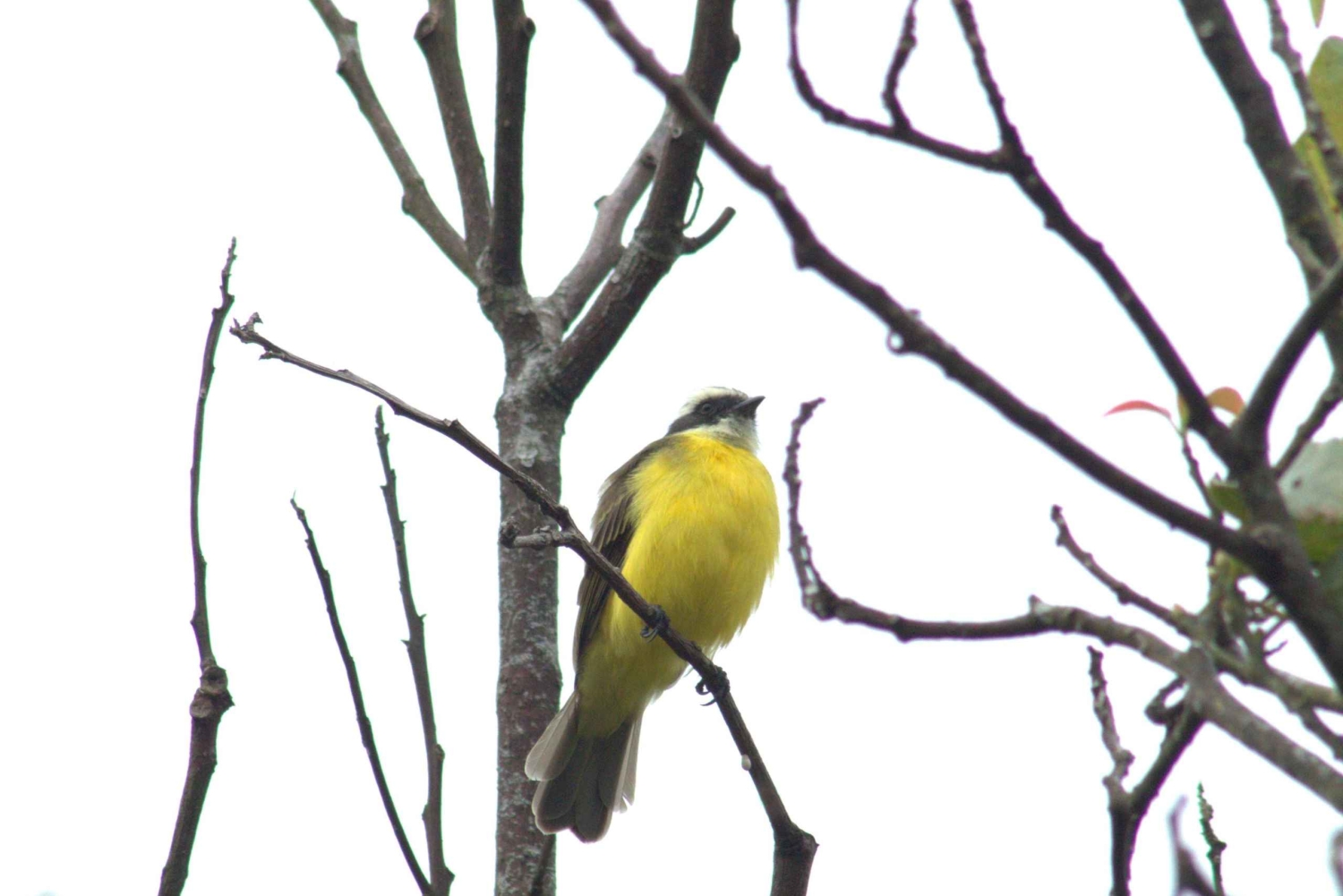 Parc national de Cahuita : visite guidée avec Pablo
