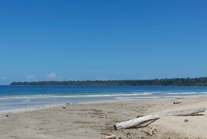 Cahuita nationalpark: guidet tur med Pablo