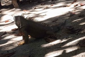 Cahuita nationalpark: guidet tur med Pablo