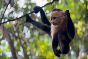 Parque Nacional de Cahuita e passeio a cavalo - Tour privado