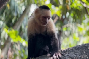 Nationaal park Cahuita en paardrijden - privétour