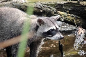 Nationaal park Cahuita en paardrijden - privétour