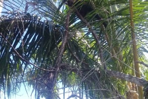 Cahuita National Park: Snorkel