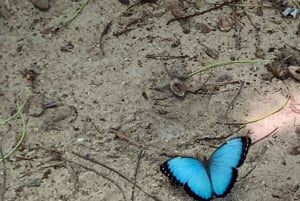 CAHUITA: NATIONAL PARK SNORKELING AND HIKING *CERTIFIED LOCAL TOUR GUIDE*.