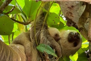 CAHUITA: NATIONAL PARK SNORKELING AND HIKING *CERTIFIED LOCAL TOUR GUIDE*.