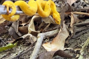 CAHUITA: NATIONAL PARK SNORKELING AND HIKING *CERTIFIED LOCAL TOUR GUIDE*.