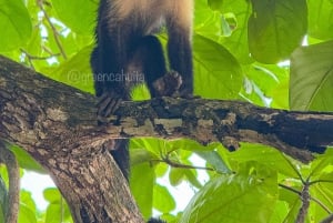 CAHUITA: NATIONAAL PARK SNORKELEN EN WANDELEN *GECERTIFICEERDE LOKALE GIDS*.